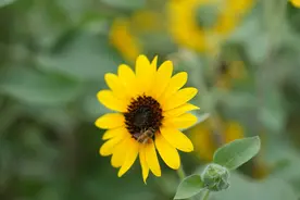 炎炎夏日，向日葵迎来盛放期→图片