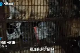 信阳志愿者截获满载千只猫狗的大货车：已转移安置，急需物资图片