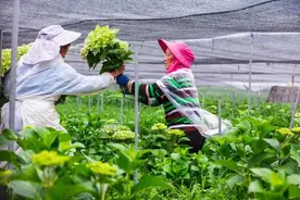 花开别样红，利川鲜花远销全国图片