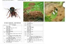 红火蚁入侵四川48个县市区？华西专家说，爱送你包包的虫虫才不止这些…图片