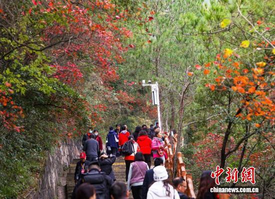 迎来最佳观赏期，长江巫峡两岸红叶美如画