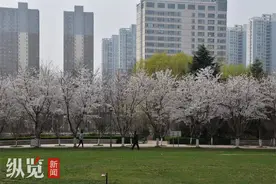 石津灌渠文化公园：早樱花开，春光绚丽图片