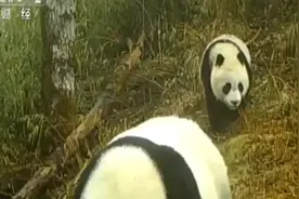 藏不住了！国家公园遍地都是熊猫视频封面