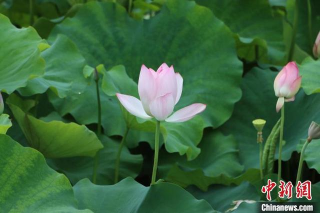 广西柳州：盛夏荷韵引游人