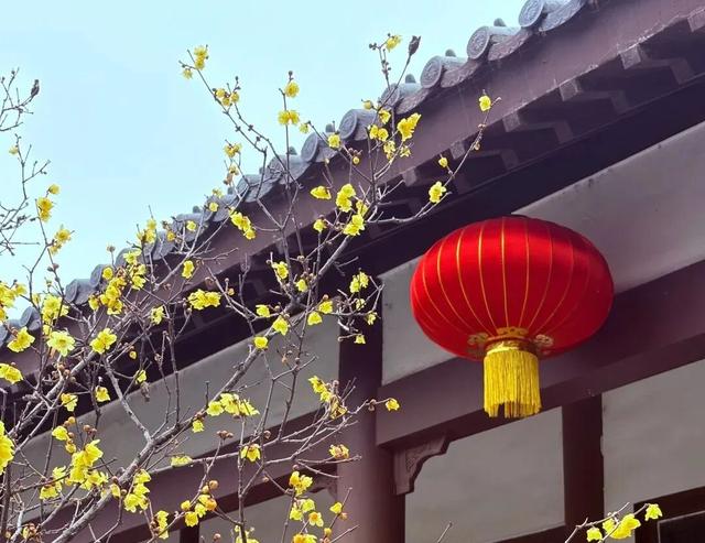 冬享沂蒙过大年：待明日，同访琅琊梅香