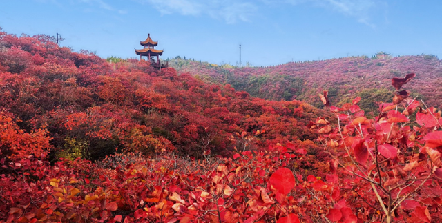重阳登高赏红叶！这座山被河南交通广播听众的热情点燃！