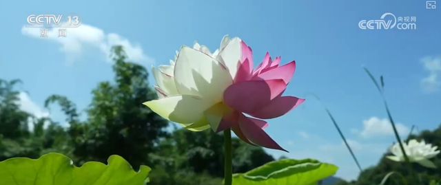 “凉爽+产业”拉动消费“花”样翻新，“荷”你相遇让老产业焕发新活力