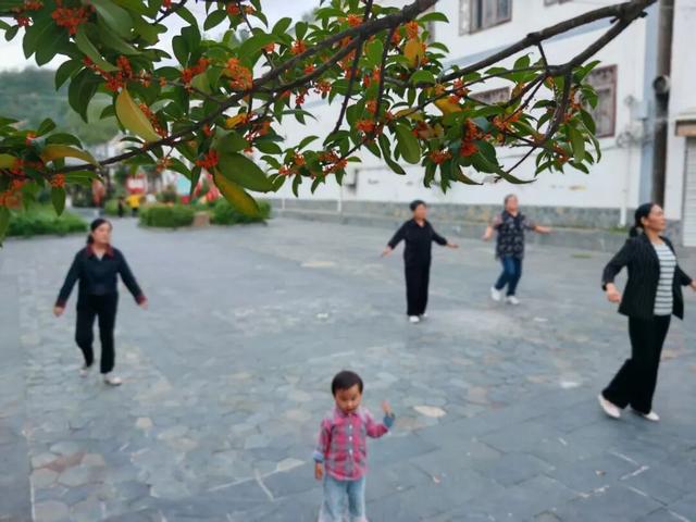 秋意渐浓，桂花灼灼映西坡
