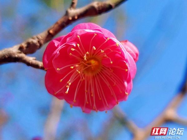 常德赏梅正当时！城区多处梅景成冬日打卡地