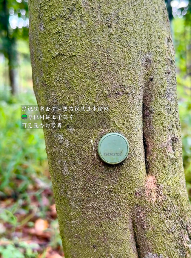 真不懂	，为啥现在的明星和有钱人都偏爱这个“烂木头	”？