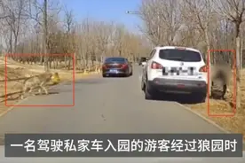 “狼来了”！野生动物园内妈妈竟擅自抱孩子下车，就为了……图片