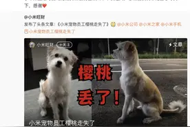 小米紧急求助：“员工”千里之外走失！提供线索者现金酬谢图片