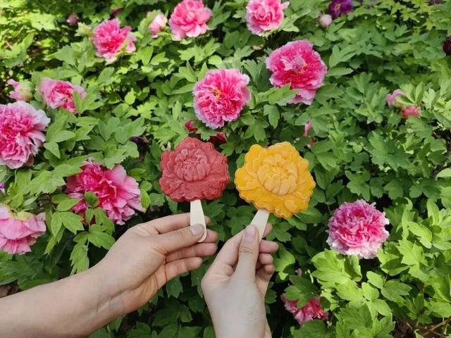 起猛了，我在洛阳被「牡丹」包围了！