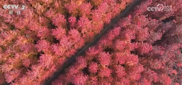 神州大地铺展层林尽染美丽画卷 “赏叶经济”激发多元消费业态新活力