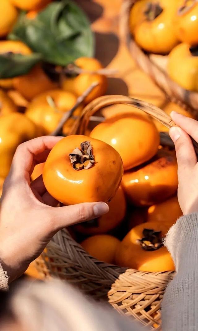 用满屏打开红火的桂林恭城柿子园