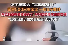 小学生家长全城找桑叶 ：家里500只蚕宝宝，一周6斤桑叶，附近的桑树被薅秃了图片