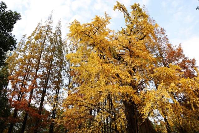 红的黄的绿的！天气这么好，来这些地方看看闵行的秋天吧~