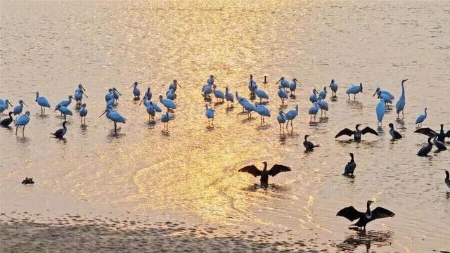 年假清零，总要留几天给洛阳