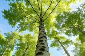 云德：杨树的眼睛图片