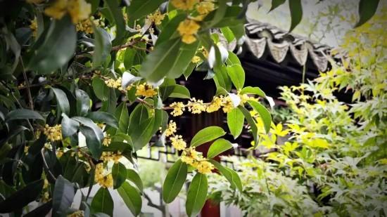 公园免票、《繁花》终季首演 本周上海文旅指南