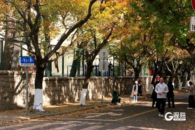 落叶如画！青岛“落叶缓扫”，触手可及的限定美好