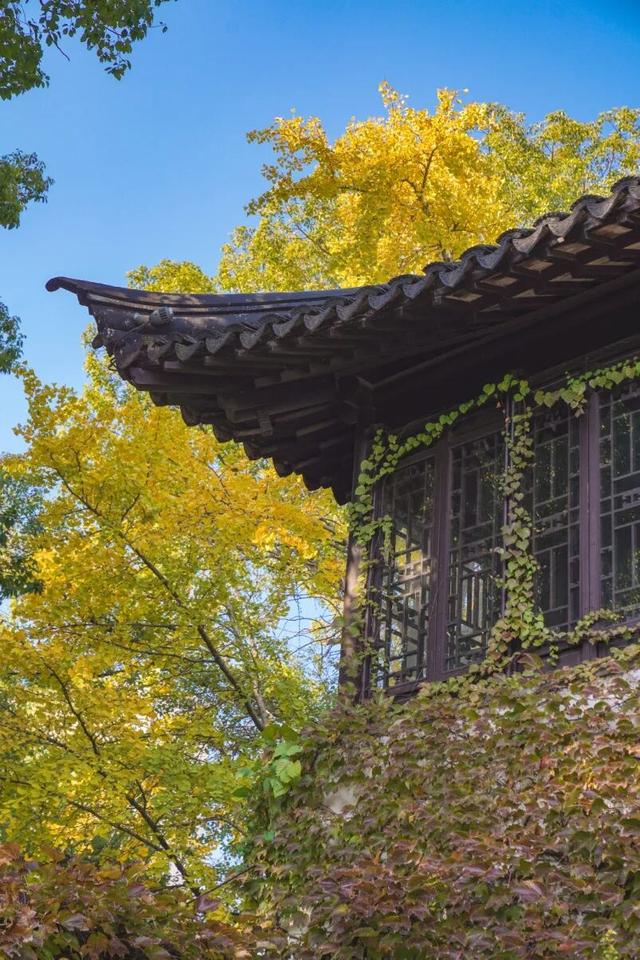 “美神”降临！太仓限定秋日美景，真的“杀”疯了！