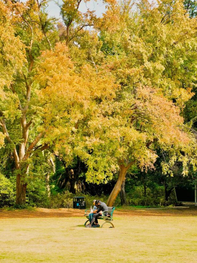 东湖秋日图鉴③｜磨山秋笺：一叶一诗，帧帧藏秋韵