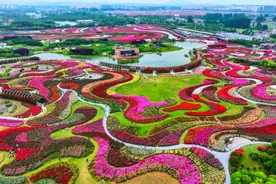 “花young月季 出彩南阳”火出圈的流量密码图片