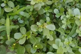 青未了/家乡的马蜂菜图片