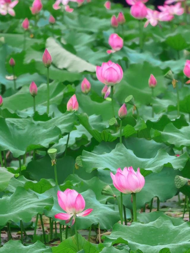 来长沙!惬意!