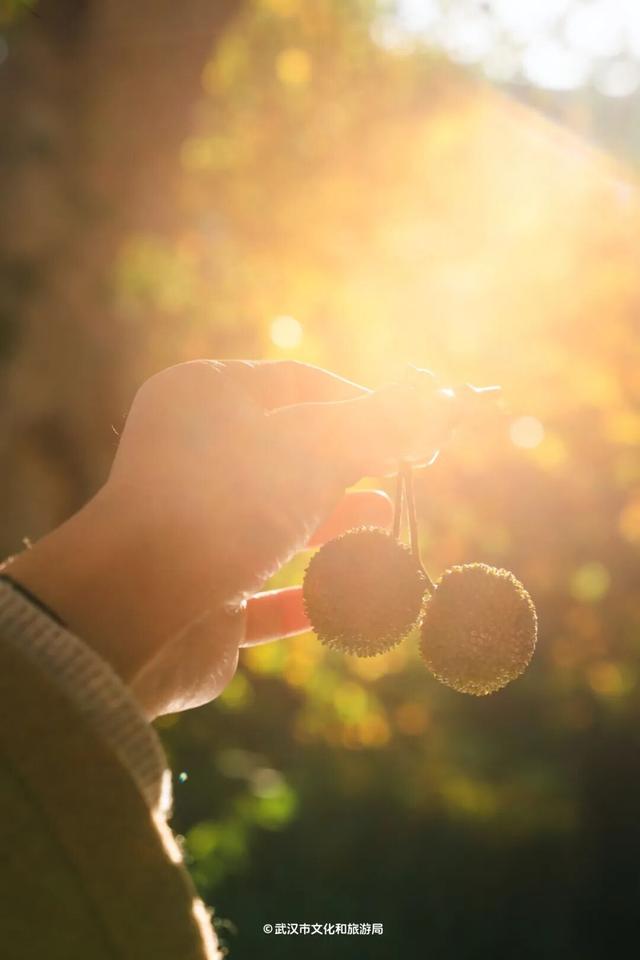 武汉为百年古树建公园，免费开放！