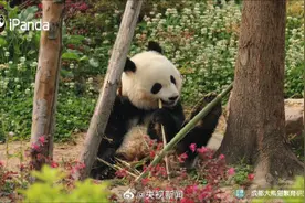 高萌9连拍！熊猫吃到翘脚竹子图片