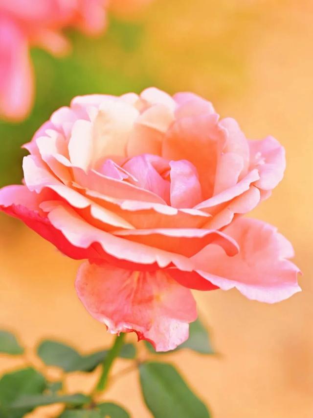 十二月限定浪漫 青秀山双花同绽迎冬韵