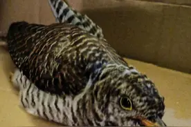 大杜鹃、鸵鸟幼鸟受困台风“普拉桑” 警民接力暖心救助图片