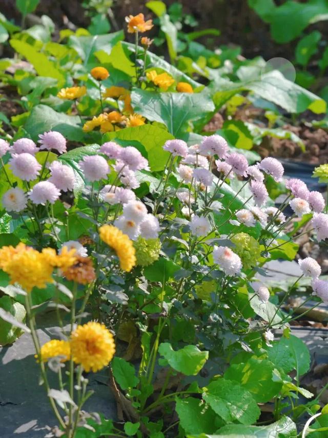 赏花、摘果、逛古镇，玩一天根本不够！