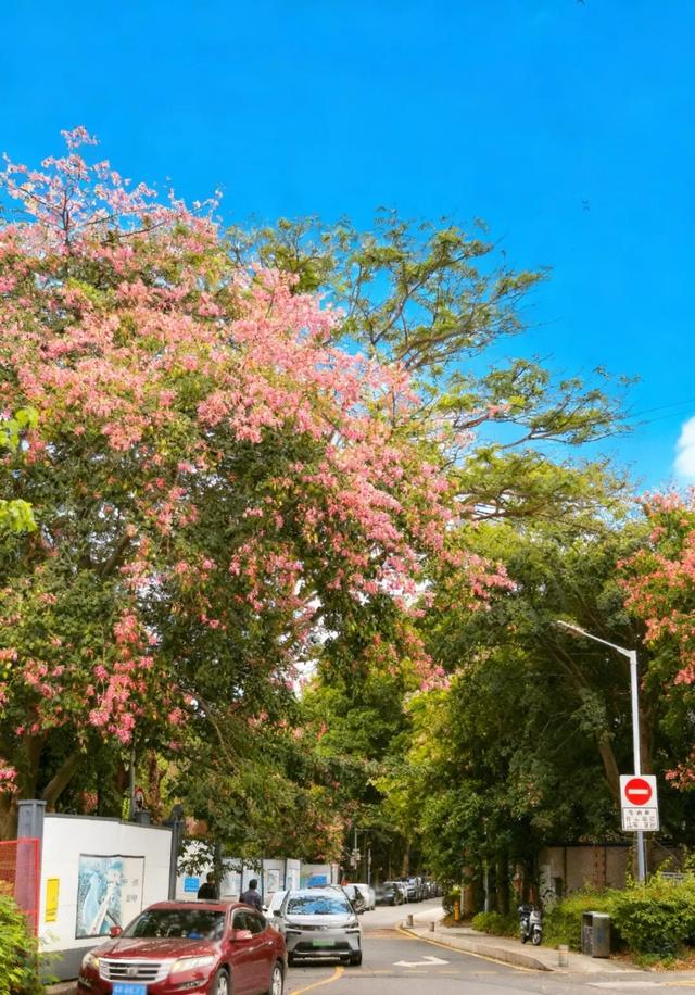 粉色花海，已开遍龙华