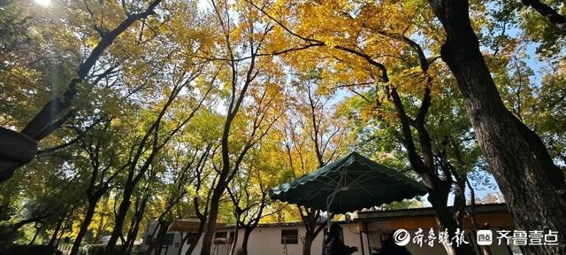 邂逅浪漫秋光，济南市多家公园景区秋色已备好