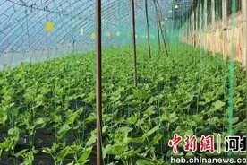 青龙：设施蔬菜助力乡村振兴图片
