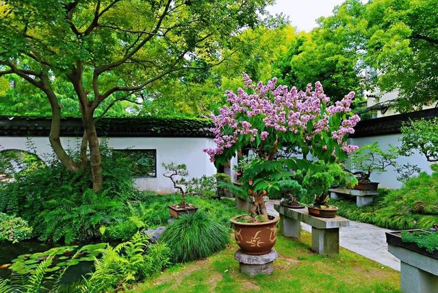紫薇花盛放！上海这个古典园林盛夏满庭芳→