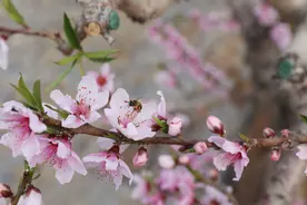 保定竞秀区：桃花盛开迎客来图片