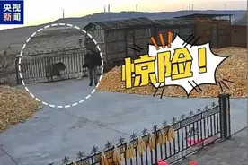 东北虎在非重点分布区伤人后，如何防范“猛虎下山”？专家：提升自然环境中老虎的主要猎物数量图片
