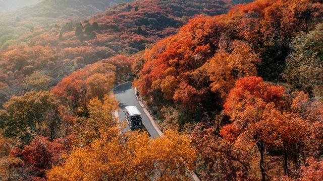 济南红叶谷进入巅峰期！4000亩黄栌红似火，随手拍都是秋日大片