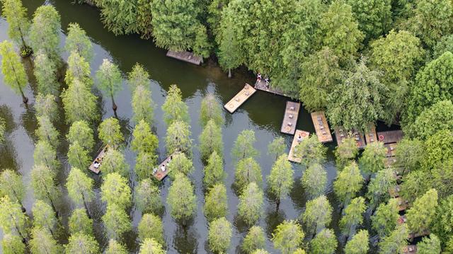 江苏泗洪：游览湿地 荡舟水上