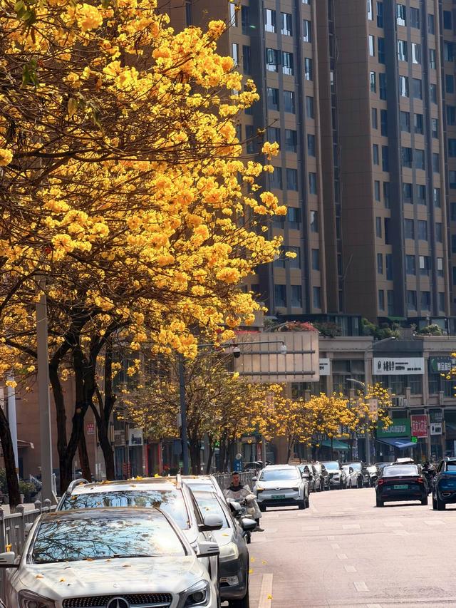 四月中下旬冲西昌！蓝花楹已绽，这份打卡攻略请收好