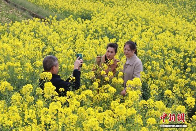 秦巴腹地百万亩油菜花海盛放 吸引游人赏花踏春