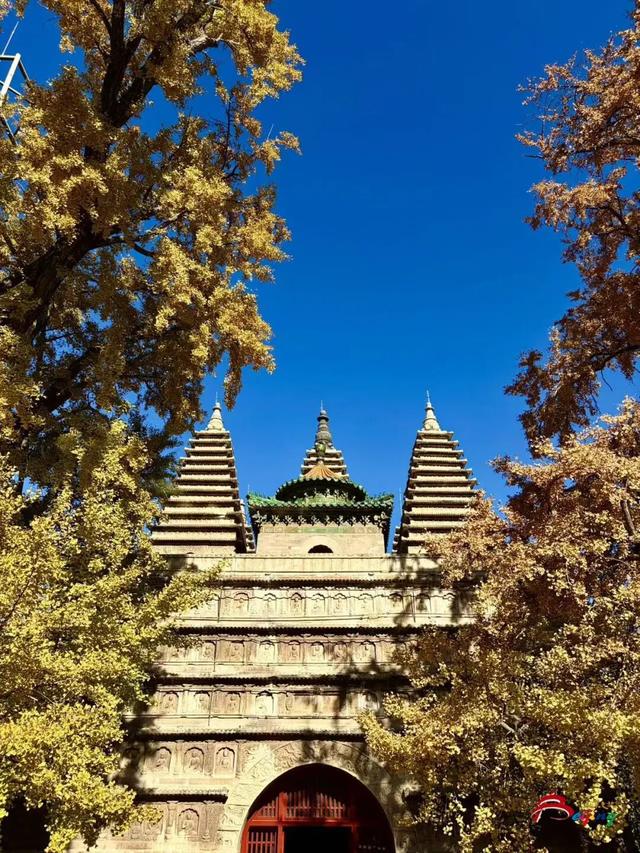 金色瀑布！北京这些千年古银杏正在最佳观赏期！