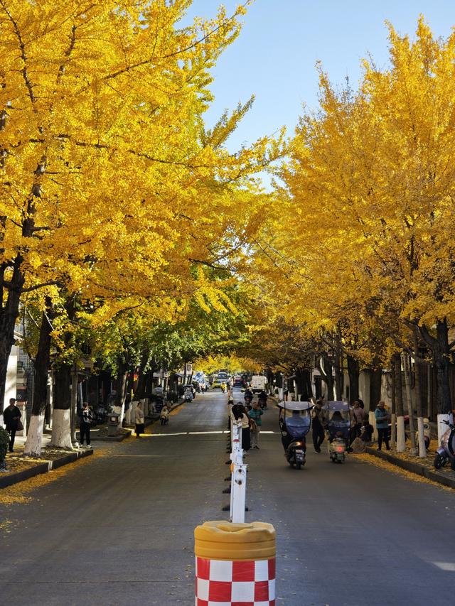 大理古城玉洱路，“满城尽带黄金甲”