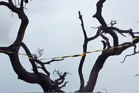 中国游客在印尼火山坠亡，事发悬崖口被封，崖边网红树被警戒线缠绕图片