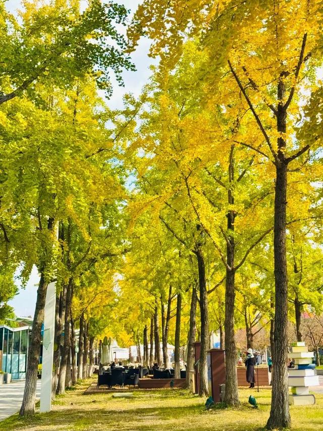 南京开始“下雪”了！