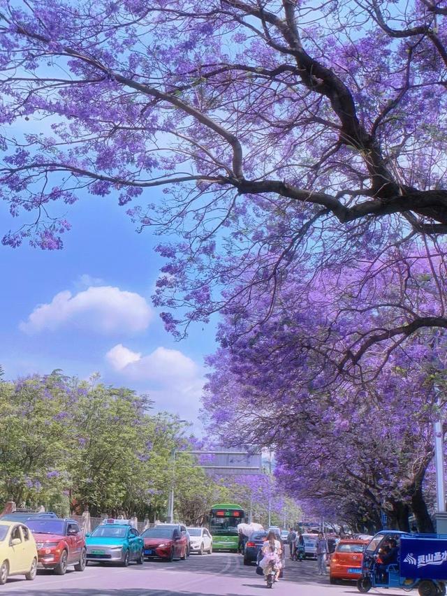 四月中下旬冲西昌！蓝花楹已绽，这份打卡攻略请收好